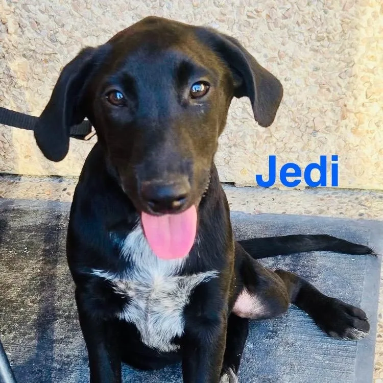 Jedi