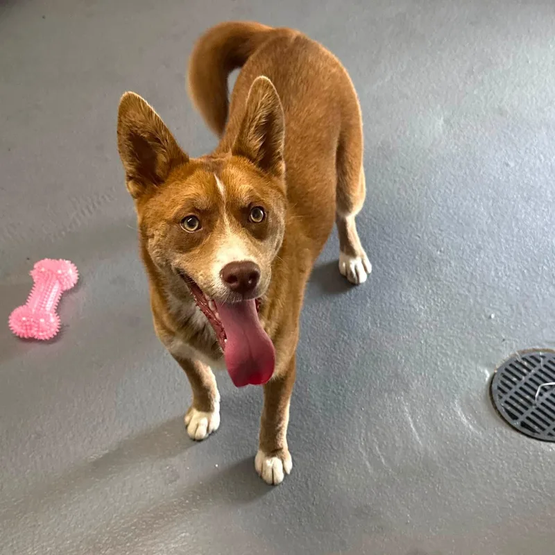A young medium-sized female Red / Chestnut / Orange Husky dog named Shelly for adoption in Cadiz, OH