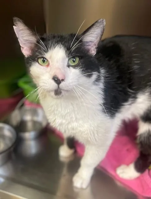 An adult medium-sized male Black Domestic Short Hair cat named Tony Montana for adoption in Prudenville, MI