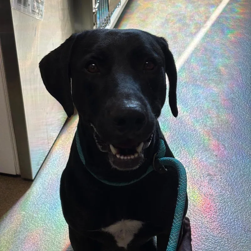 An adult large-sized male Black Weimaraner dog named Taz for adoption in Council Bluffs, IA