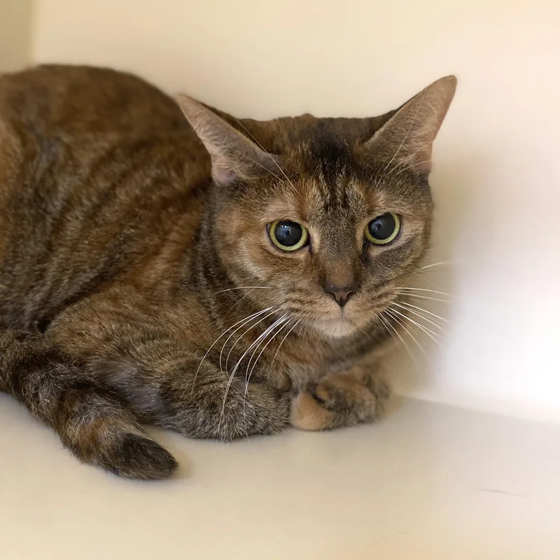 An adult medium-sized female Torbie Domestic Short Hair cat named Holiday for adoption in Elyria, OH