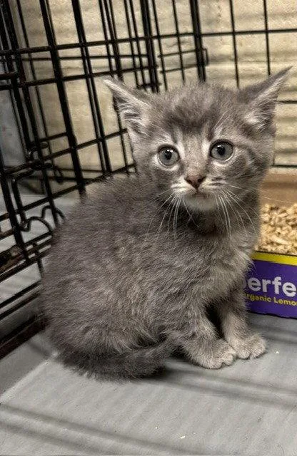 A baby small-sized female Domestic Short Hair cat named Biana for adoption in Apollo, PA