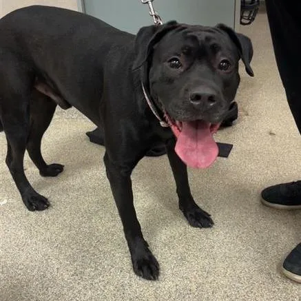 An adult large-sized male Black Mixed Breed dog named Chuck for adoption in Jacksonville, FL
