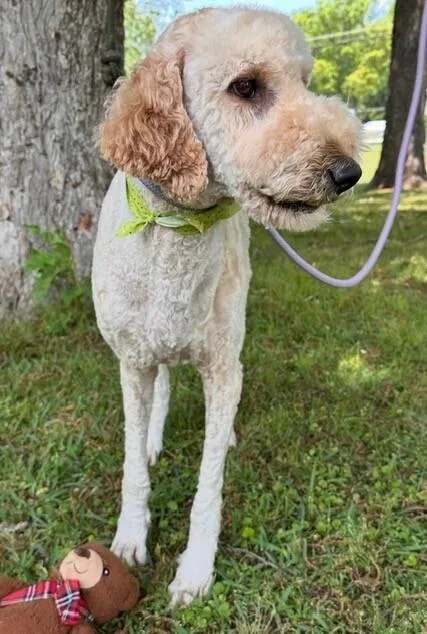 An adult medium-sized male Labradoodle dog named Fred for adoption in Washington, DC
