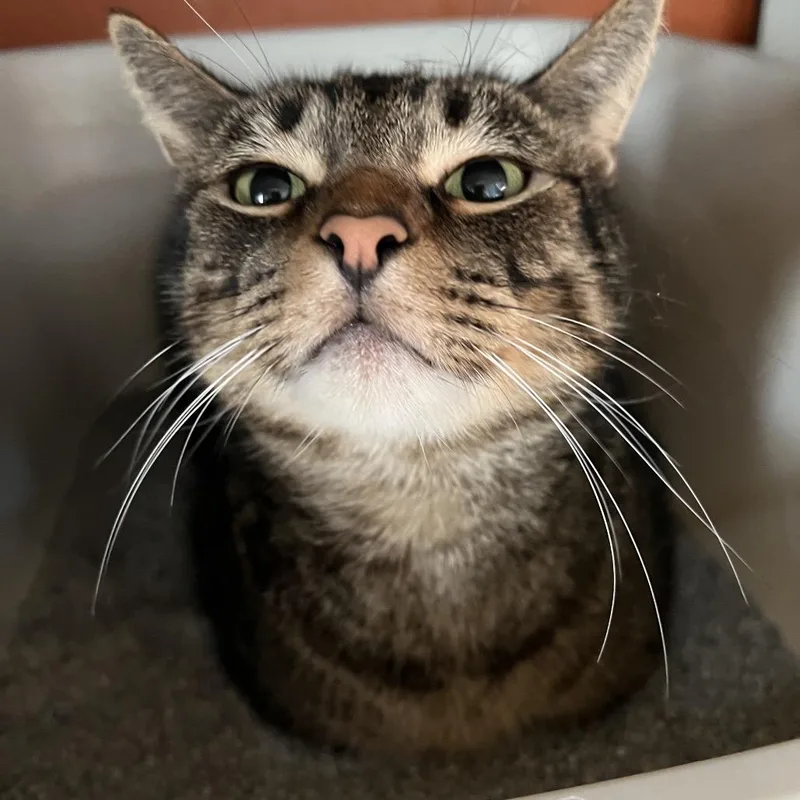 An adult large-sized male Brown / Chocolate Domestic Short Hair cat named Ben for adoption in Sarasota, FL