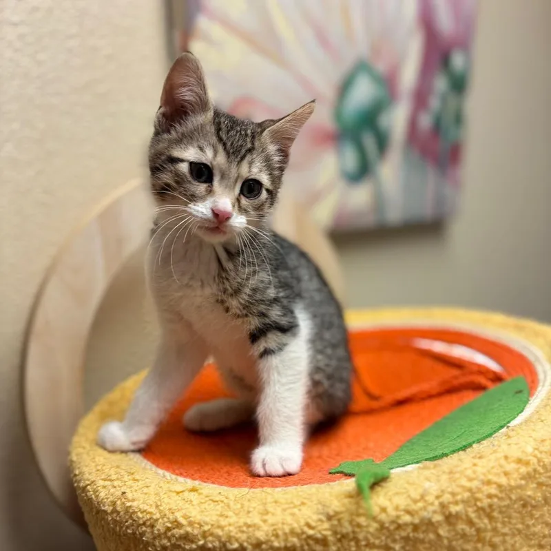 A baby small-sized male Brown / Chocolate Domestic Short Hair cat named Matcha for adoption in Flagstaff, AZ