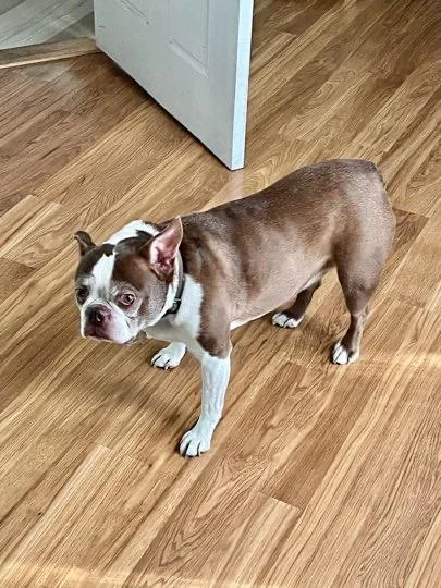 Clyde & Rocky thumbnail 3