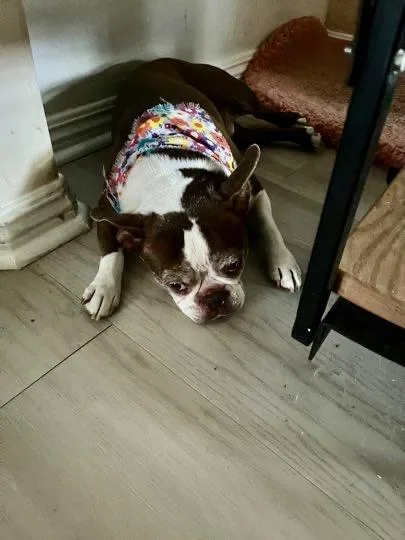 Clyde & Rocky thumbnail 4