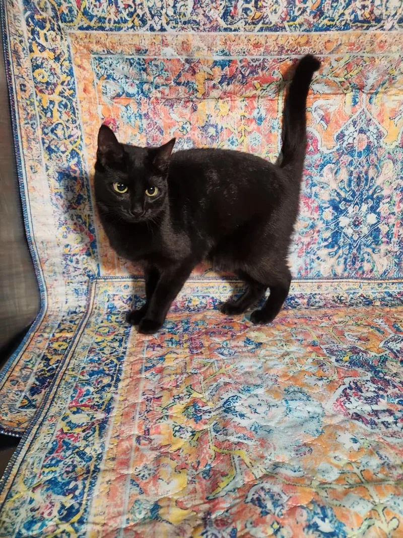 A young medium-sized female Black Domestic Short Hair cat named Becca for adoption in Hasbrouck Heights, NJ