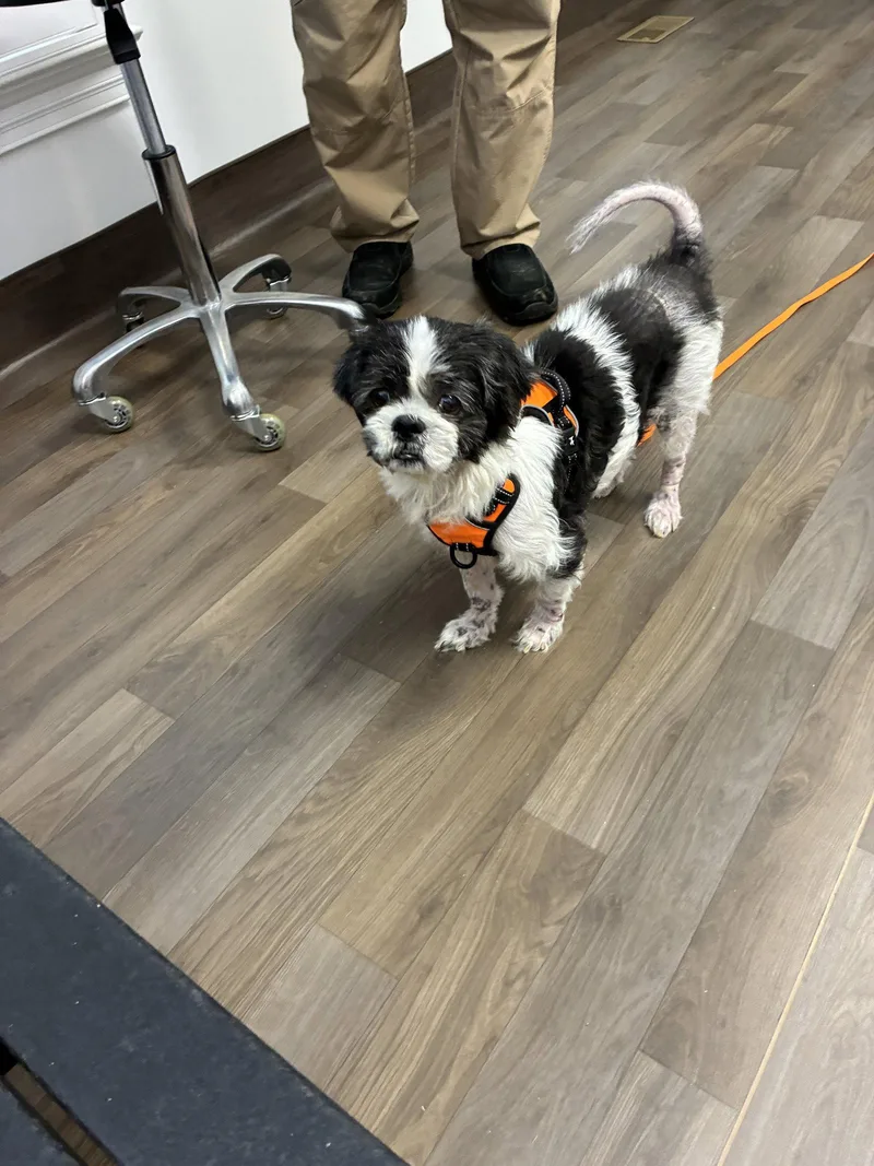 A senior small-sized female Shih Tzu dog named Lili for adoption in Middlesex, NC