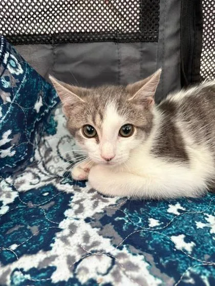 A baby small-sized male Tabby (Gray / Blue / Silver) Domestic Short Hair cat named Mariachi for adoption in New York, NY