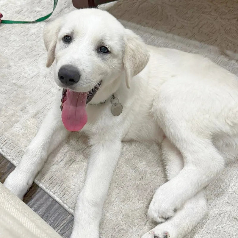 An adult large-sized male White / Cream Great Pyrenees dog named Cooper for adoption in Flower Mound, TX