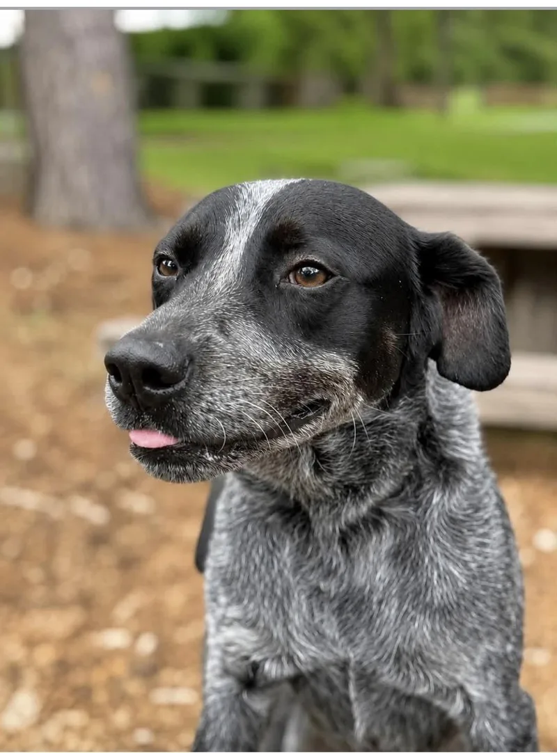 A young medium-sized male Australian Cattle Dog / Blue Heeler dog named Bandit for adoption in Alexander City, AL