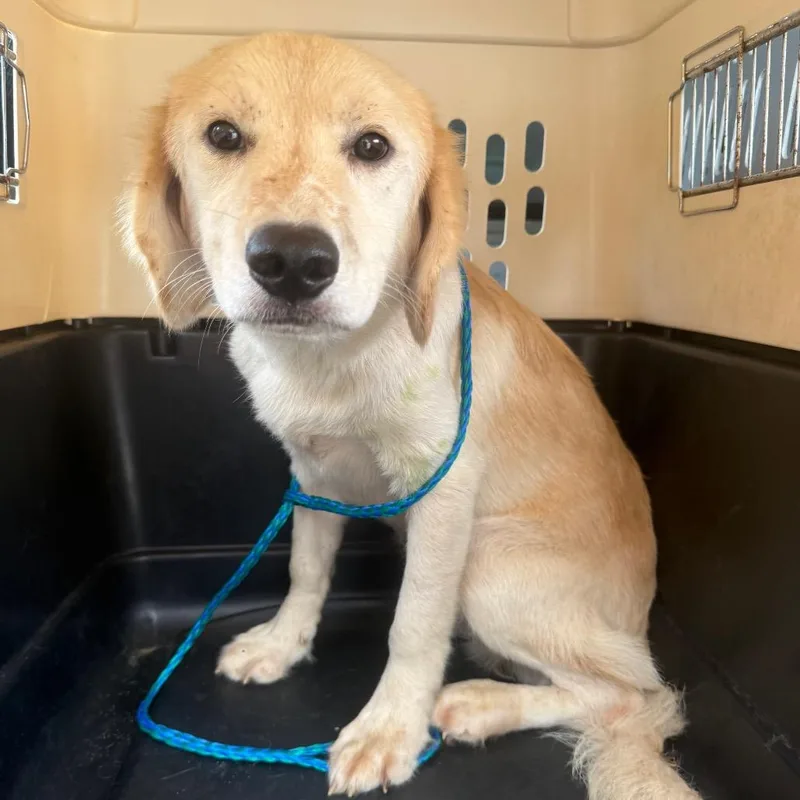A young medium-sized male Yellow / Tan / Blond / Fawn Golden Retriever dog named Bucky for adoption in Montgomery, AL
