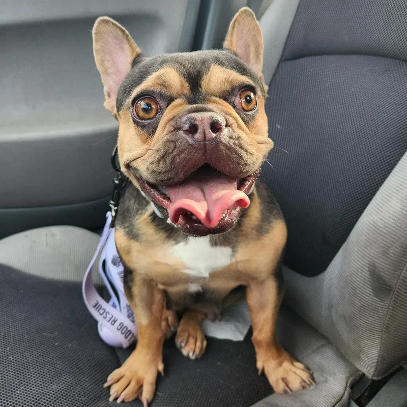 An adult small-sized female Gray / Blue / Silver French Bulldog dog named Trinity for adoption in Huber Heights, OH