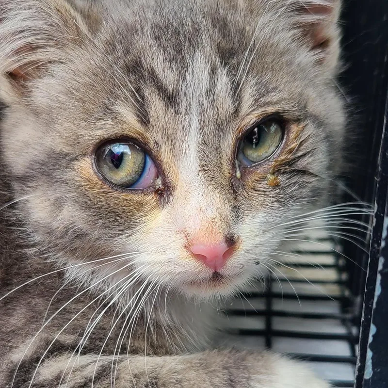 A baby small-sized male Gray / Blue / Silver Domestic Short Hair cat named Archie Miller for adoption in Woodstock, VA