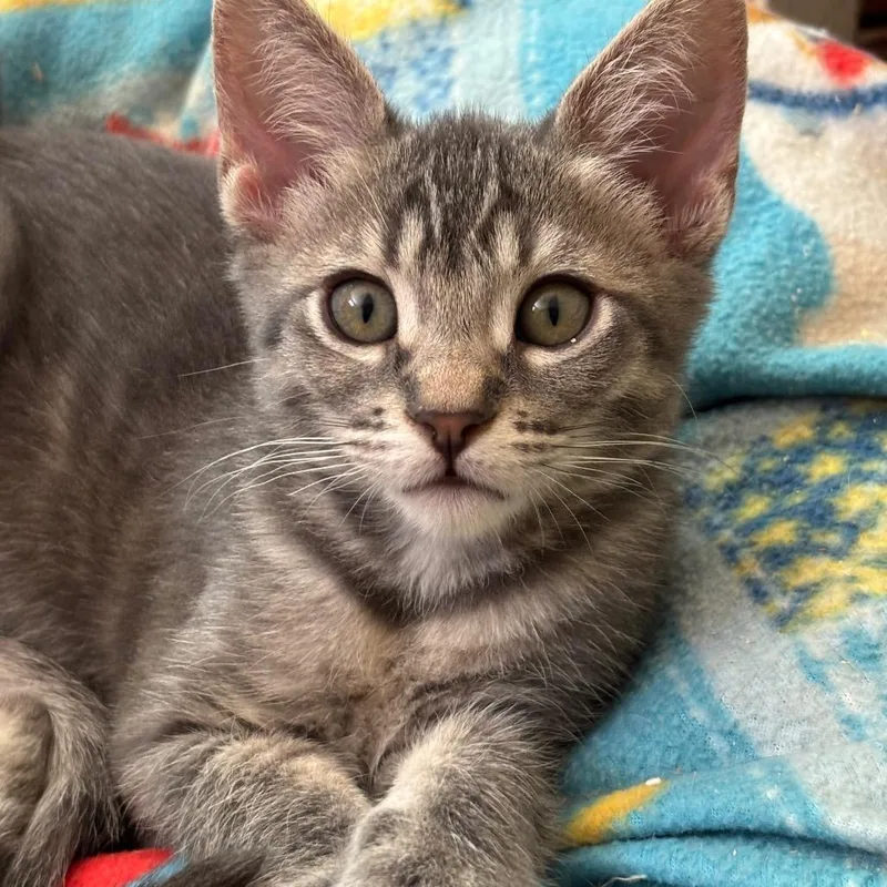A baby small-sized female Gray / Blue / Silver Domestic Short Hair cat named Azucena for adoption in Tustin, CA