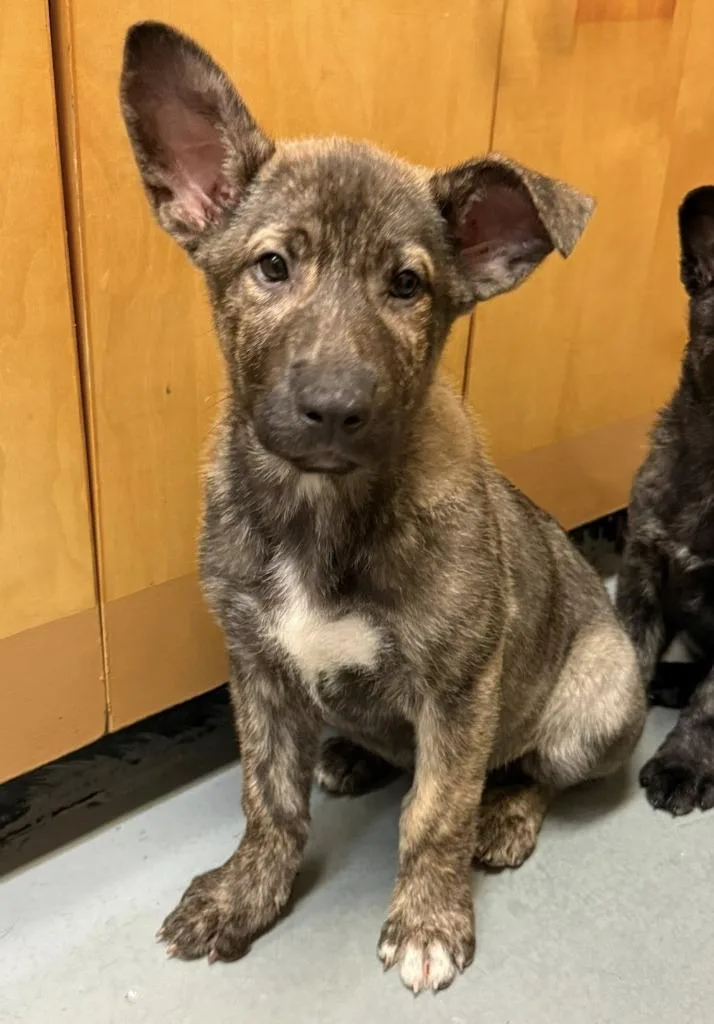 A baby large-sized female Dutch Shepherd dog named Hemi for adoption in Warren, MI