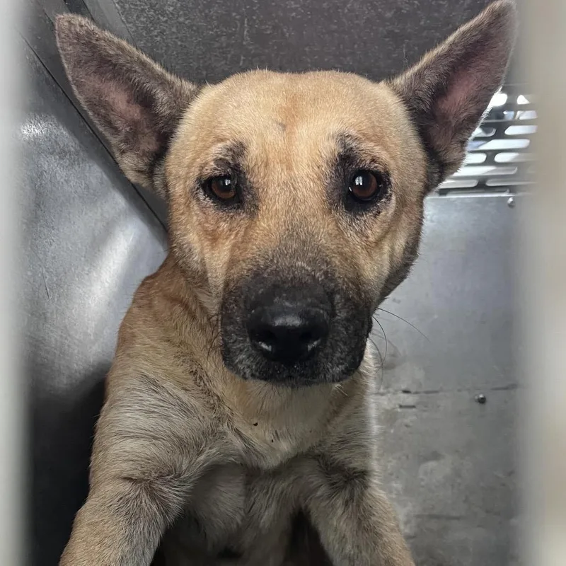 An adult medium-sized male Brown / Chocolate Shepherd dog named Amazon for adoption in Edinburg, TX