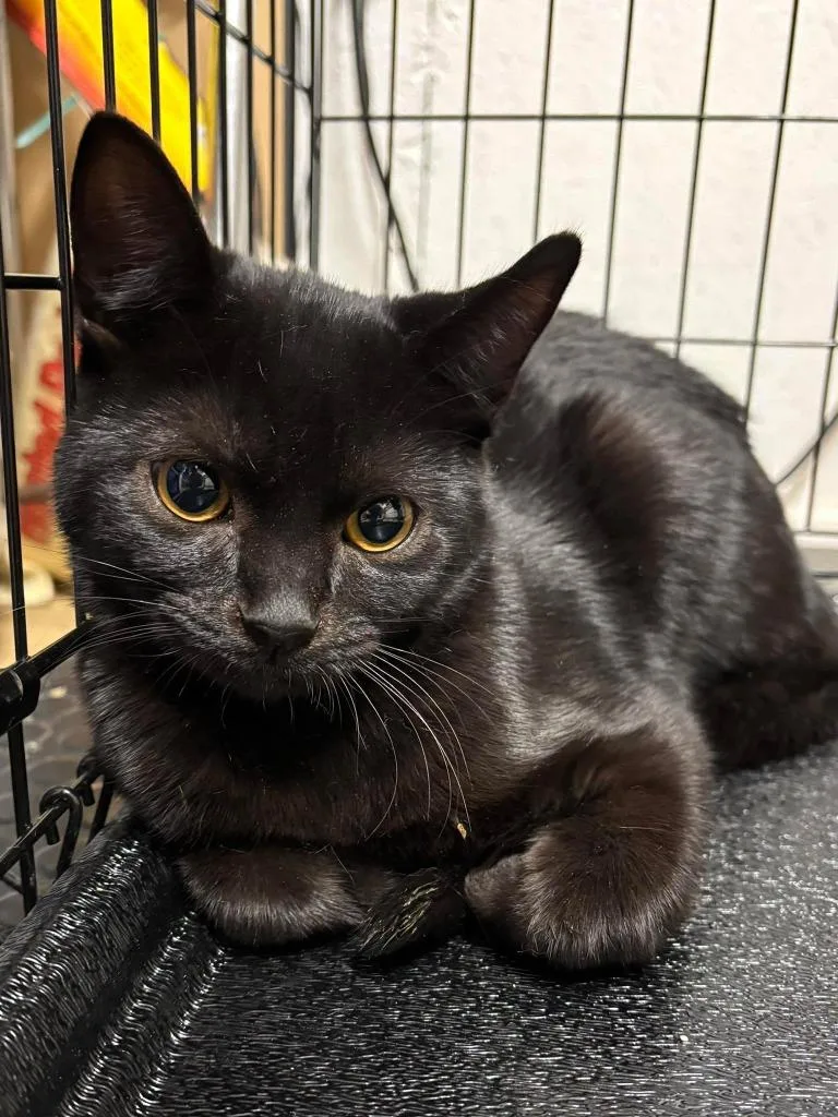 A baby small-sized male Domestic Short Hair cat named Ralph for adoption in Rutherfordton, NC