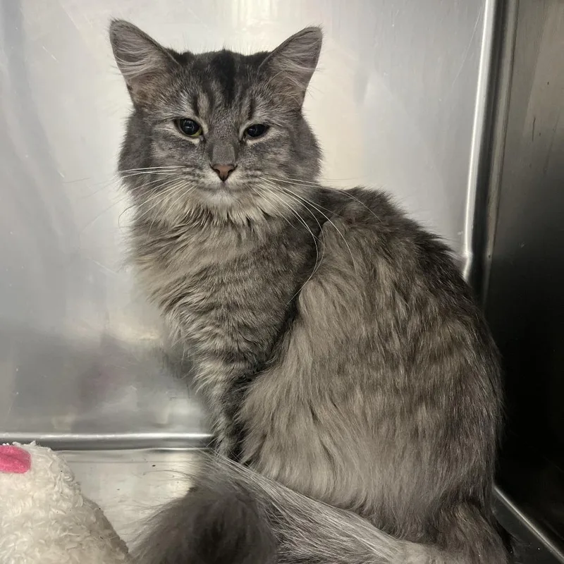 An adult small-sized female Gray / Blue / Silver Domestic Long Hair cat named Idaho Falls Stray for adoption in Idaho Falls, ID