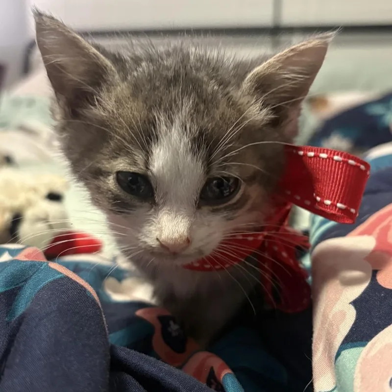 A baby small-sized male Gray / Blue / Silver Domestic Short Hair cat named Buford for adoption in Chapel Hill, NC