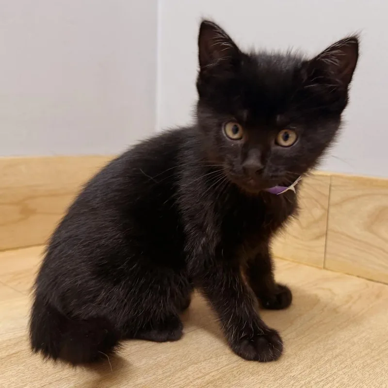A baby small-sized male Black Domestic Short Hair cat named Nymeria C for adoption in Minnetonka, MN