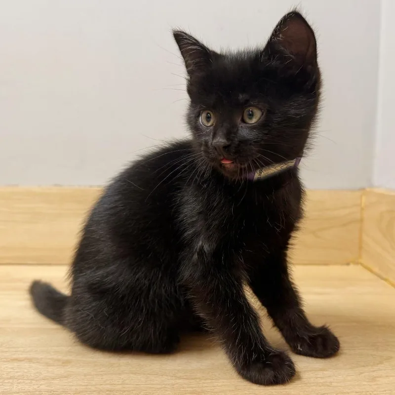 Nymeria C thumbnail 2