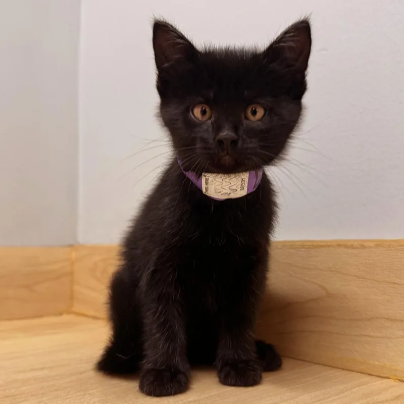 Nymeria C thumbnail 3
