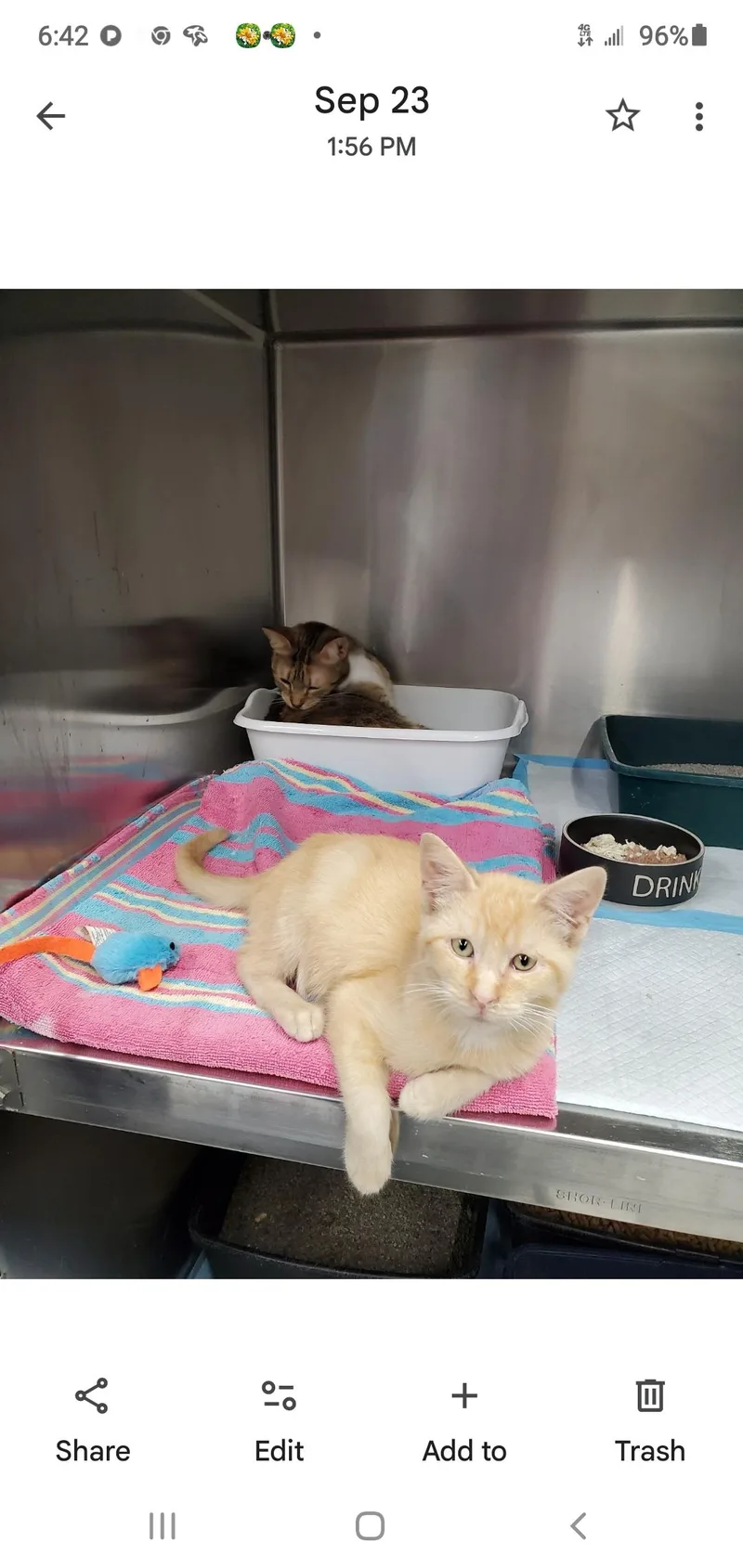 A young small-sized male Domestic Short Hair cat named Sparky for adoption in Brighton, MI