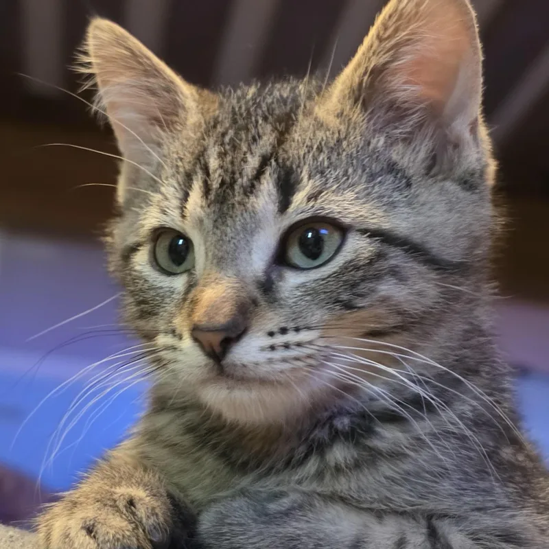 A baby medium-sized male Domestic Short Hair cat named Jumpers for adoption in Springfield, MO