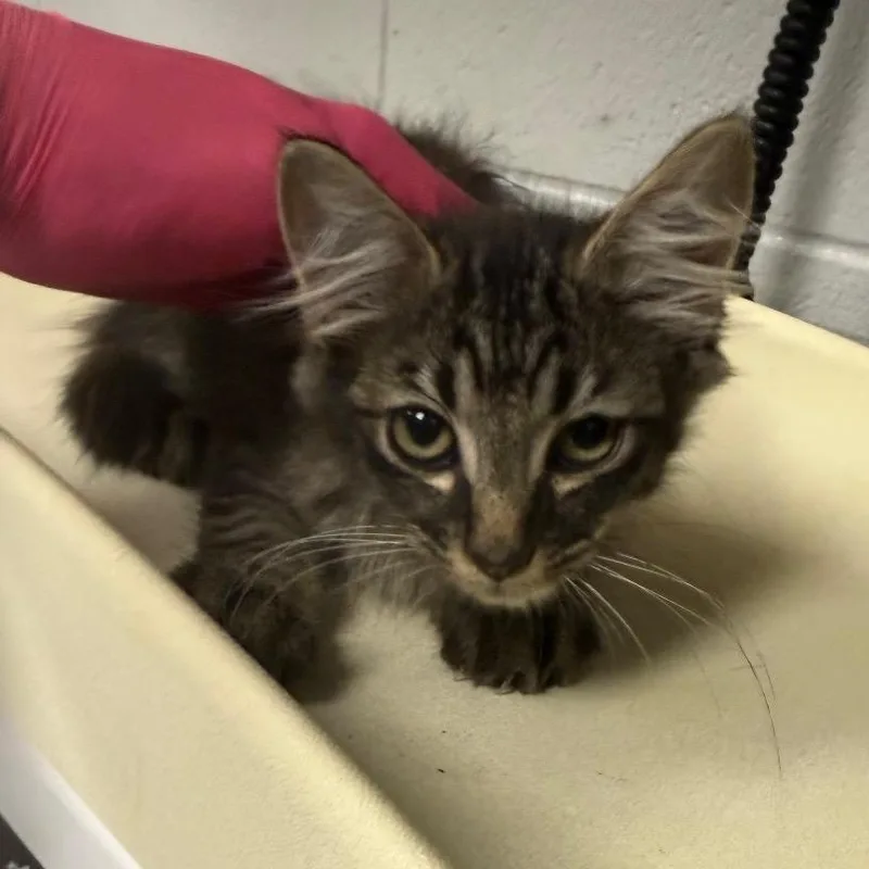 A baby small-sized male Black Domestic Medium Hair cat named Cider for adoption in Greenville, SC