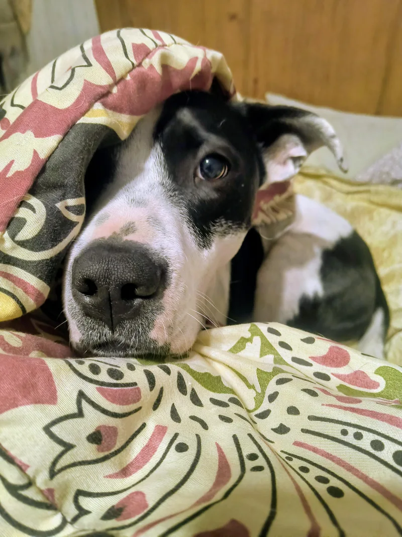 An adult medium-sized male Labrador Retriever dog named Louie for adoption in Chesapeake, VA