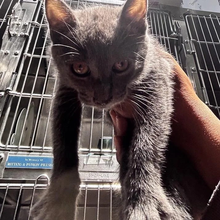 A baby small-sized male Domestic Short Hair cat named Joel Grey for adoption in Baltimore, MD