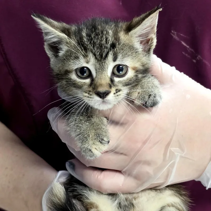 A baby small-sized female Brown / Chocolate Domestic Short Hair cat named Polka Dot for adoption in Newark, NJ