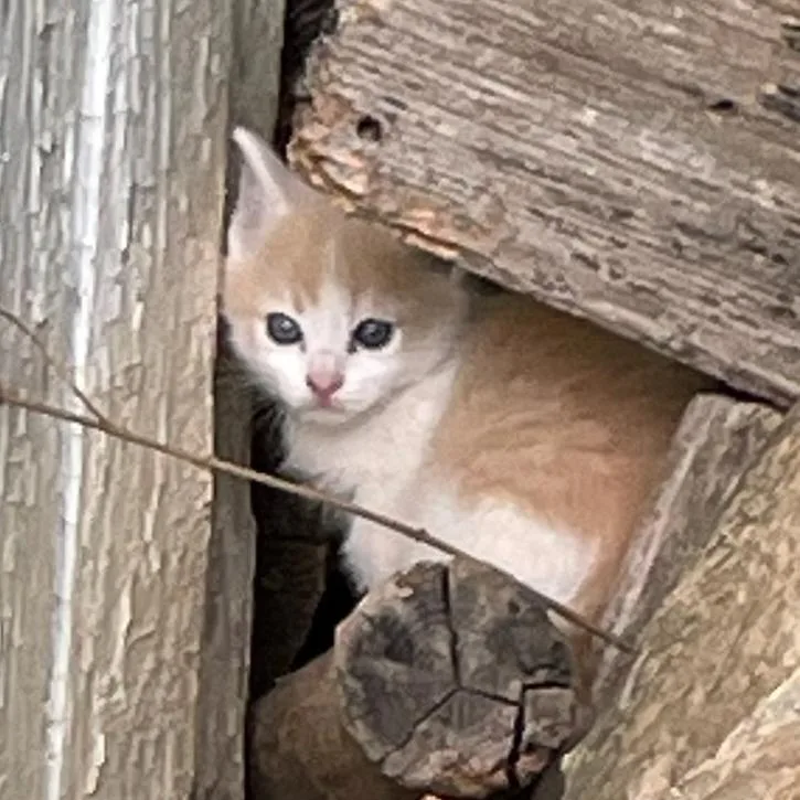 A baby small-sized female Buff / Tan / Fawn Domestic Short Hair cat named Creamsicle for adoption in Fairfax Station, VA