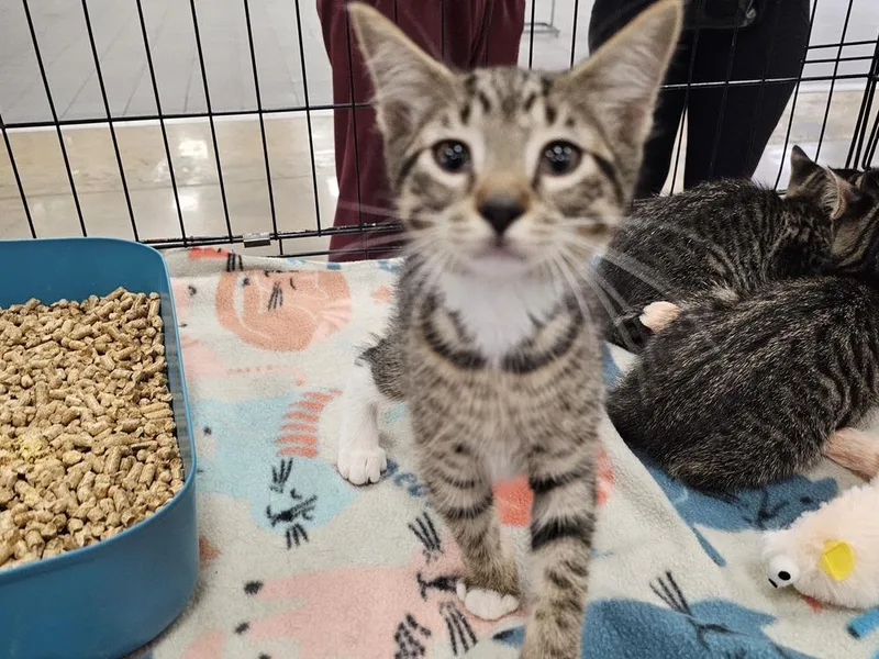 A baby small-sized female Domestic Short Hair cat named Mini Me for adoption in Bossier City, LA