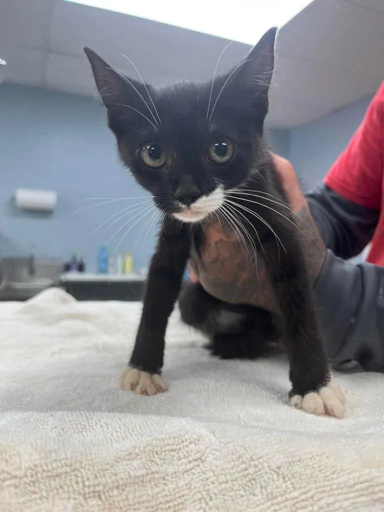 A baby small-sized female Domestic Short Hair cat named Melody for adoption in Lavonia, GA