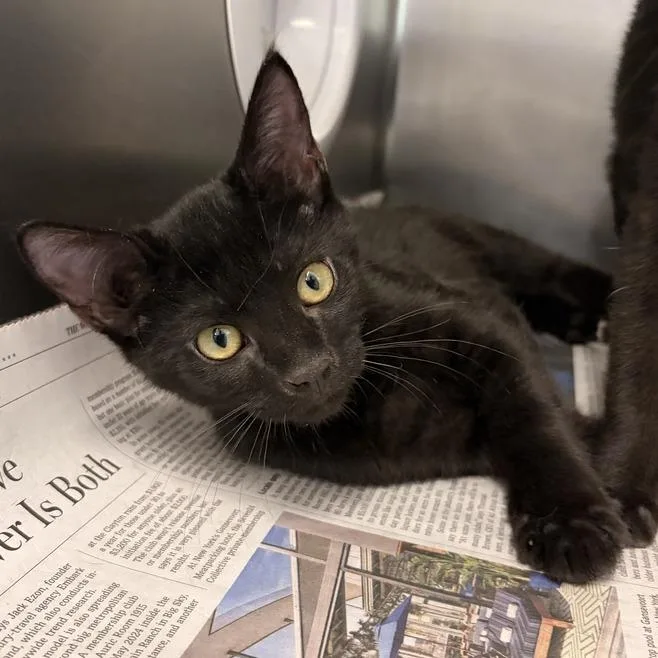 A baby small-sized male Black Domestic Short Hair cat named Kimi for adoption in Marshall, VA