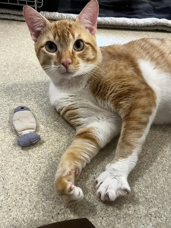 An adult medium-sized male Domestic Short Hair cat named Orange Julius for adoption in Santa Rosa, CA