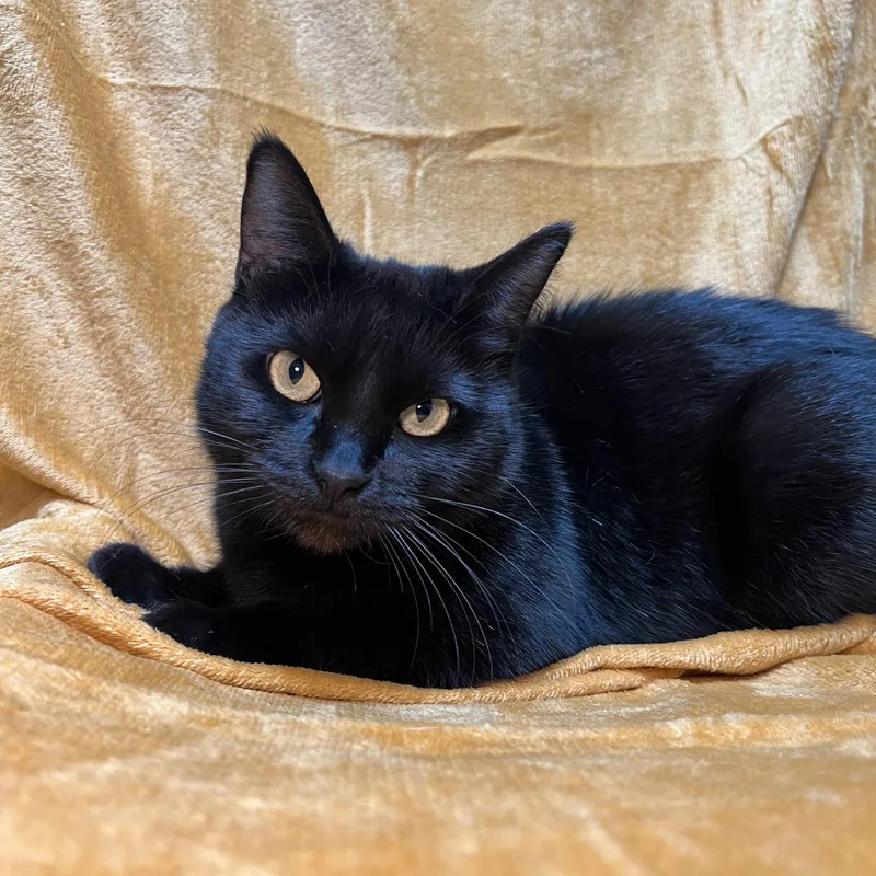 An adult medium-sized female Black Domestic Short Hair cat named Ebony for adoption in Fairmont, MN