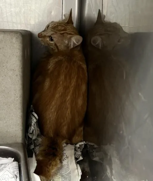 A young medium-sized male Domestic Short Hair cat named Gingie for adoption in Chatsworth, CA