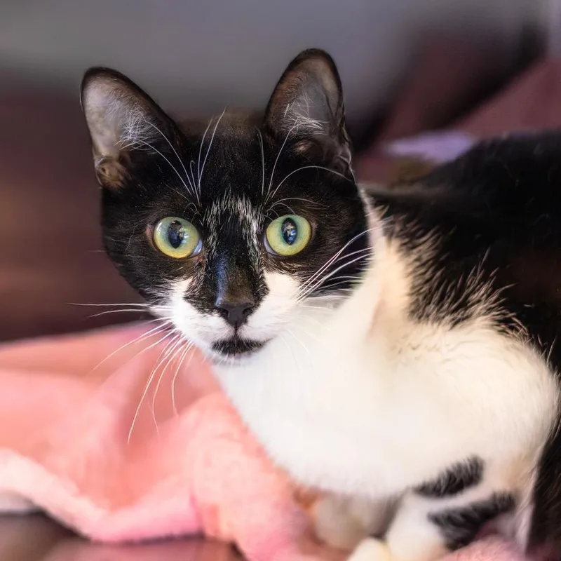 A young medium-sized female Black Domestic Short Hair cat named Sable for adoption in Wilmington, DE