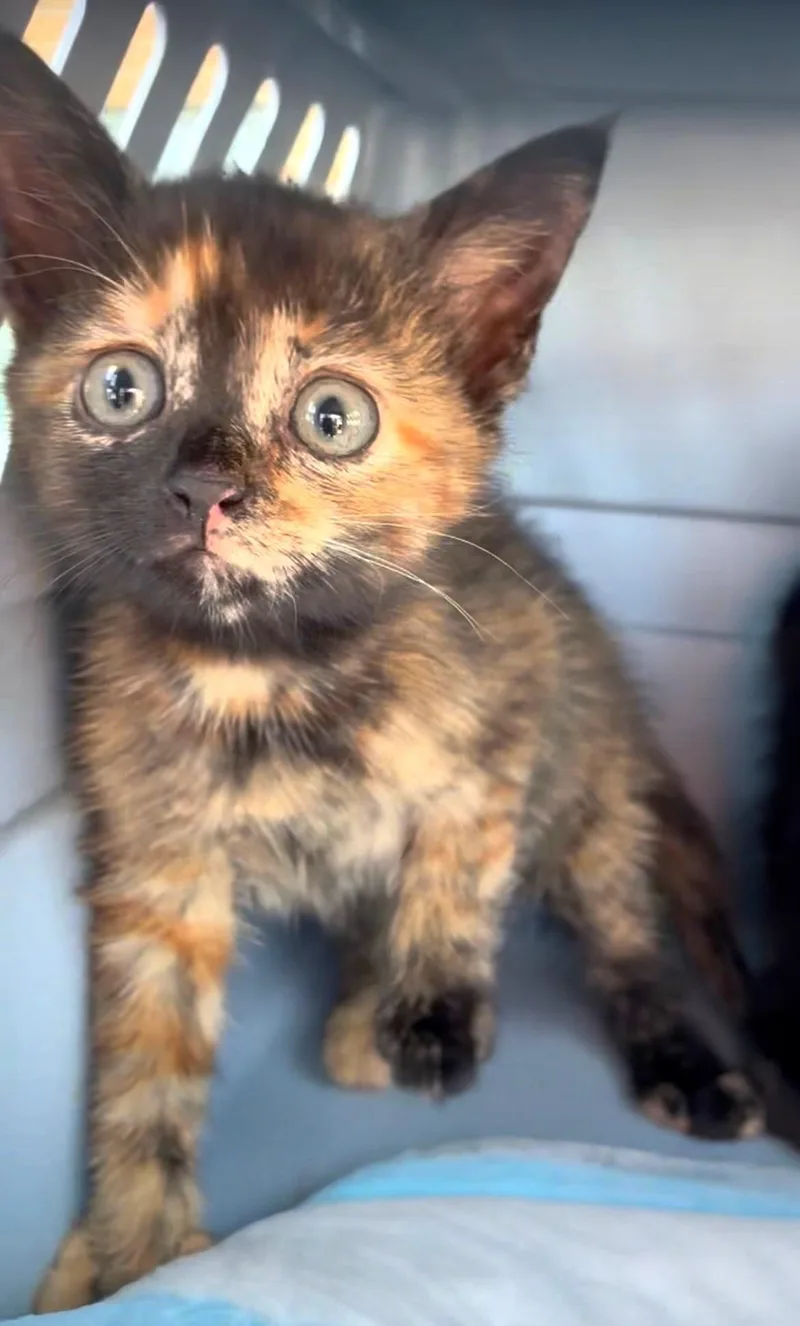 A baby medium-sized female Tortoiseshell Domestic Short Hair cat named Adele for adoption in Great Neck, NY