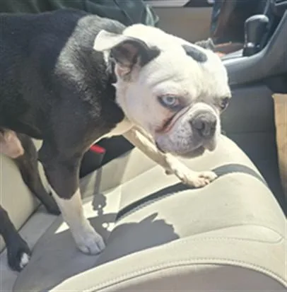 An adult small-sized male Boston Terrier dog named Domino for adoption in Los Angeles, CA
