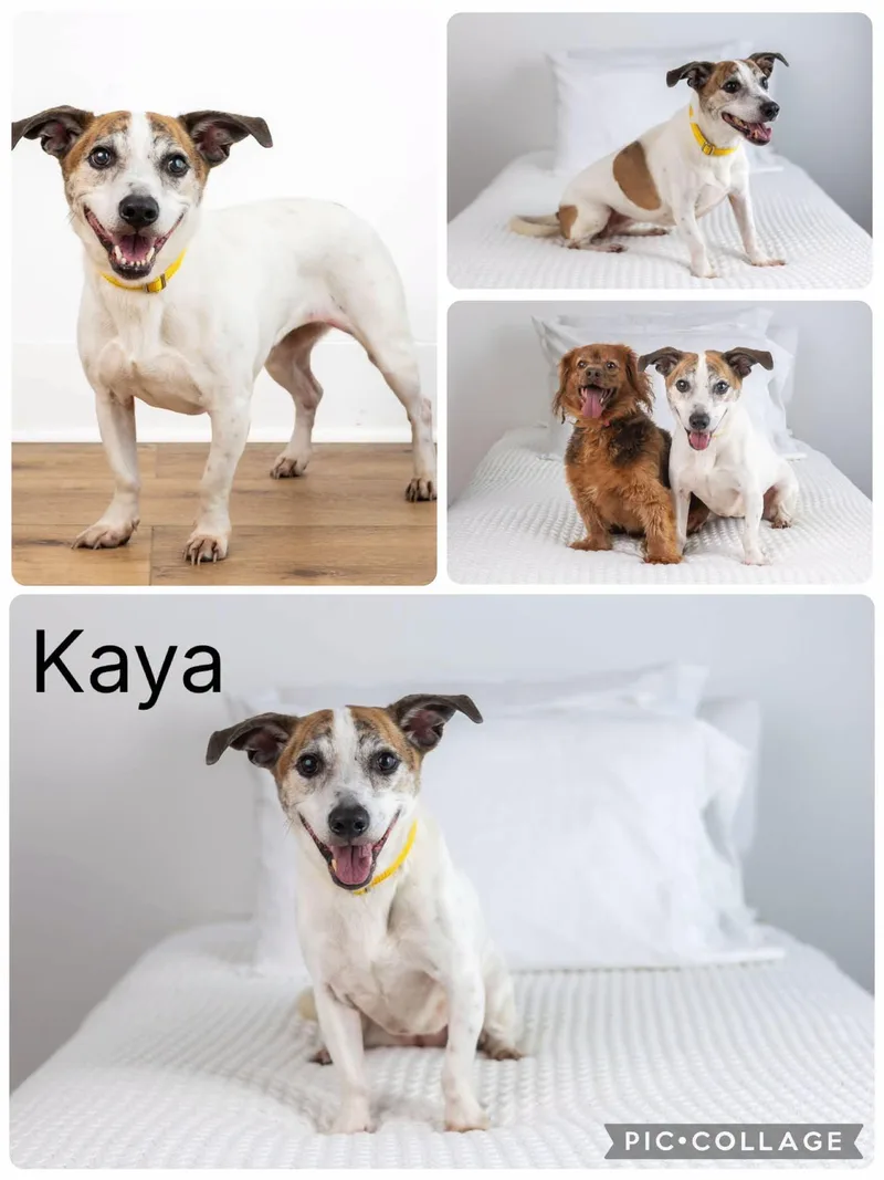A senior small-sized female Dachshund dog named Kaya for adoption in Enterprise, AL
