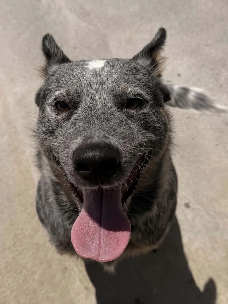 Bluey