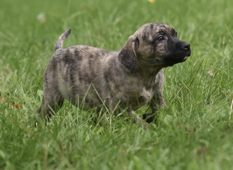 A baby medium-sized male Terrier dog named Silas for adoption in Mechanicsburg, PA