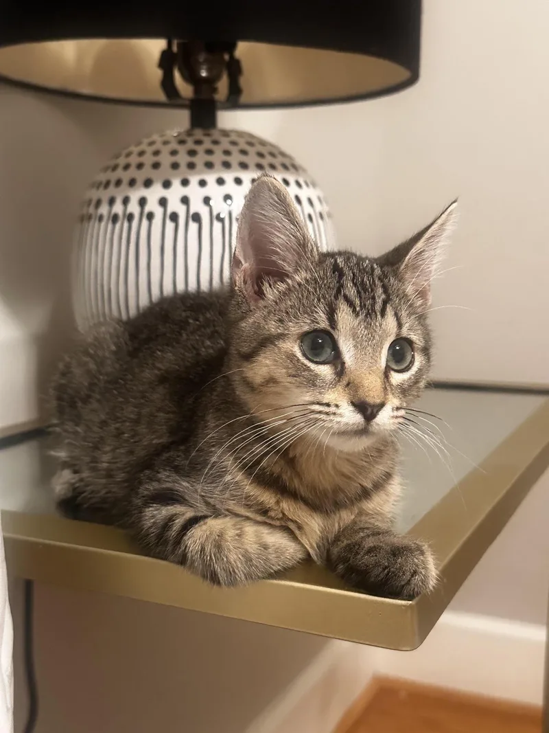 A baby medium-sized male Tabby cat named Tj for adoption in Greenville, DE