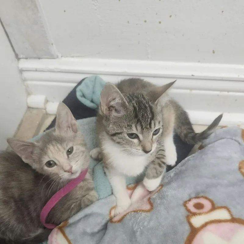 A baby small-sized female Calico Domestic Short Hair cat named Trixie MaxAR for adoption in Tallahassee, FL